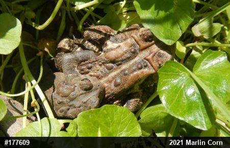 Eastern American Toad