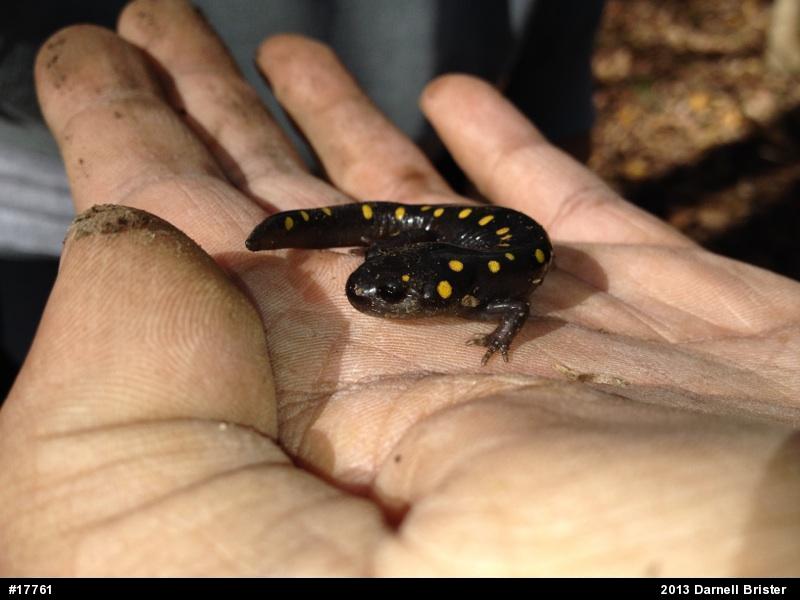 Spotted Salamander
