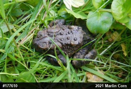 Eastern American Toad