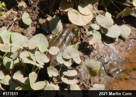 Green Frog