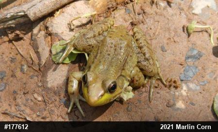 Green Frog