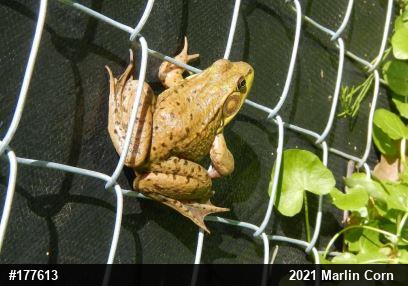 Green Frog