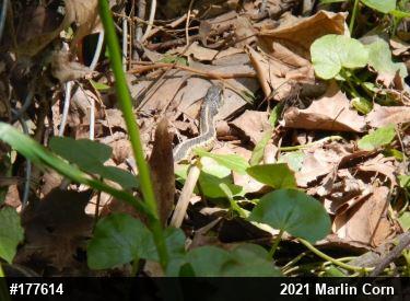 Eastern Gartersnake