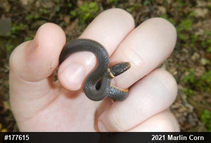 Northern Ring-necked Snake