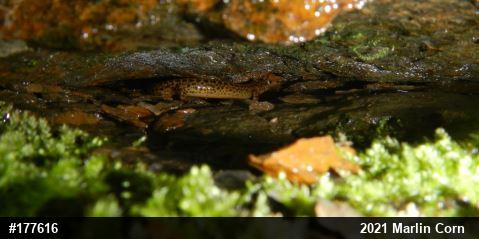 Eastern Long-tailed Salamander
