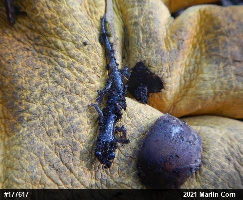 Northern Slimy Salamander
