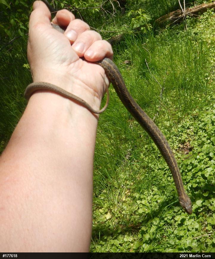 Eastern Gartersnake
