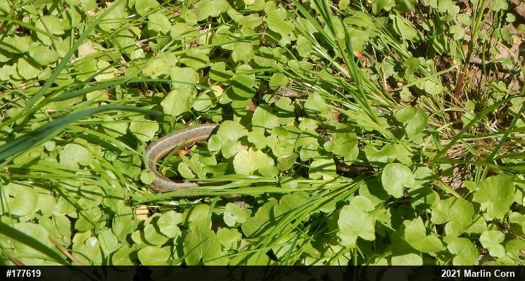 Eastern Gartersnake