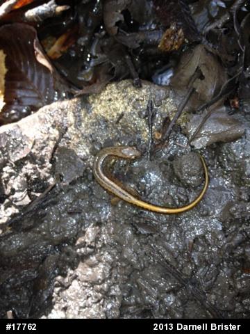 Northern Two-lined Salamander