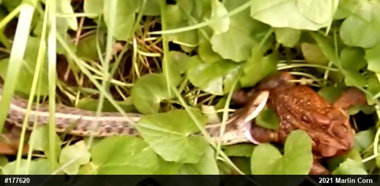 Eastern Gartersnake