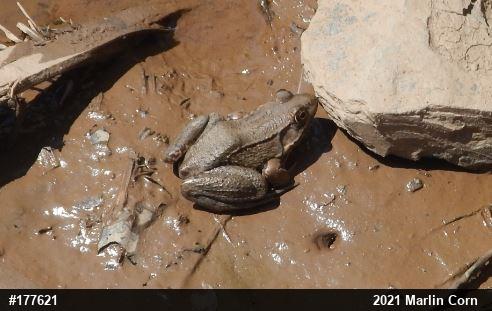 Green Frog
