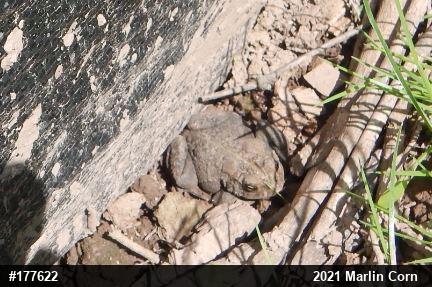 Eastern American Toad