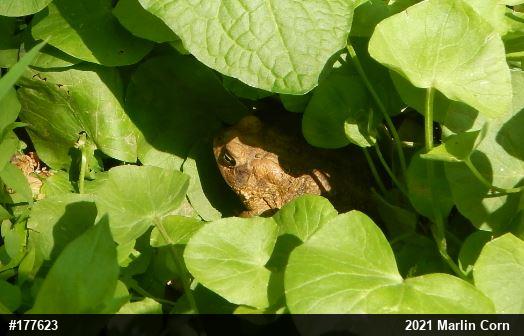 Eastern American Toad
