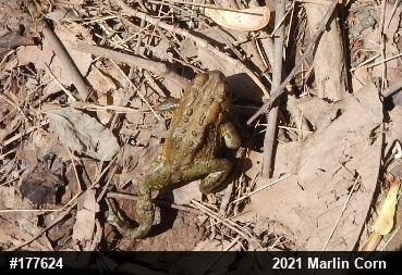 Eastern American Toad