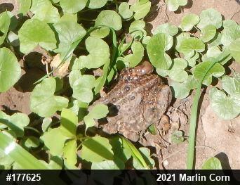 Eastern American Toad