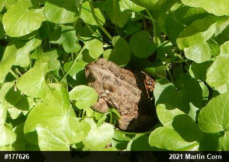 Eastern American Toad