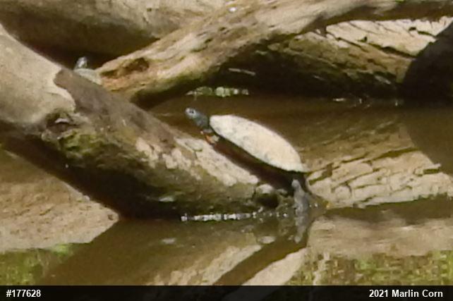 Painted Turtle