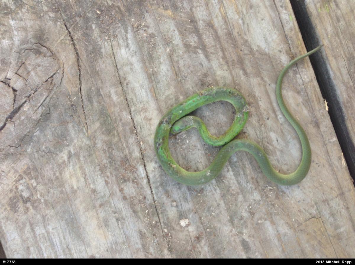 Smooth Greensnake