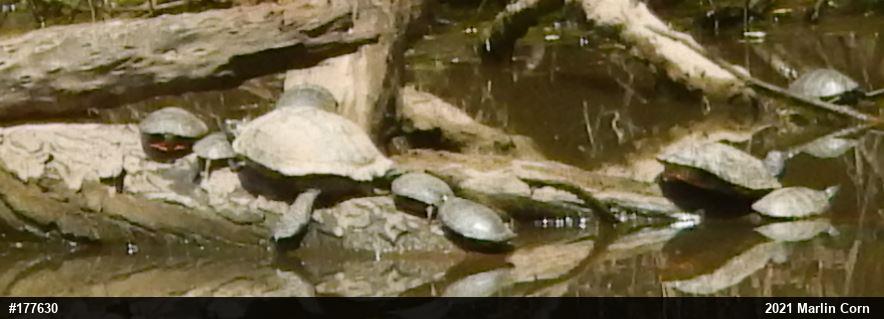 Pond Slider