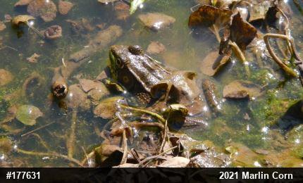 Green Frog