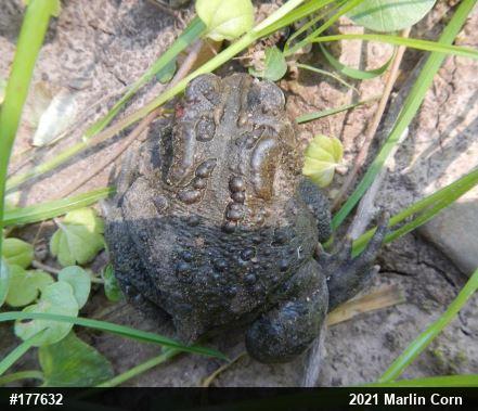 Eastern American Toad