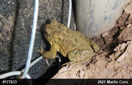 Eastern American Toad
