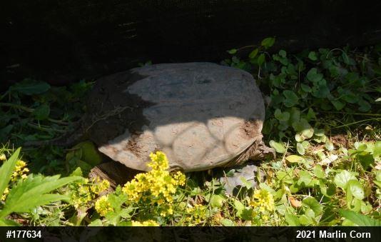 Snapping Turtle