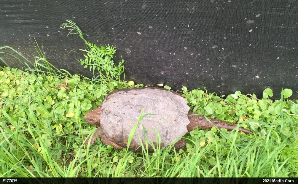 Snapping Turtle
