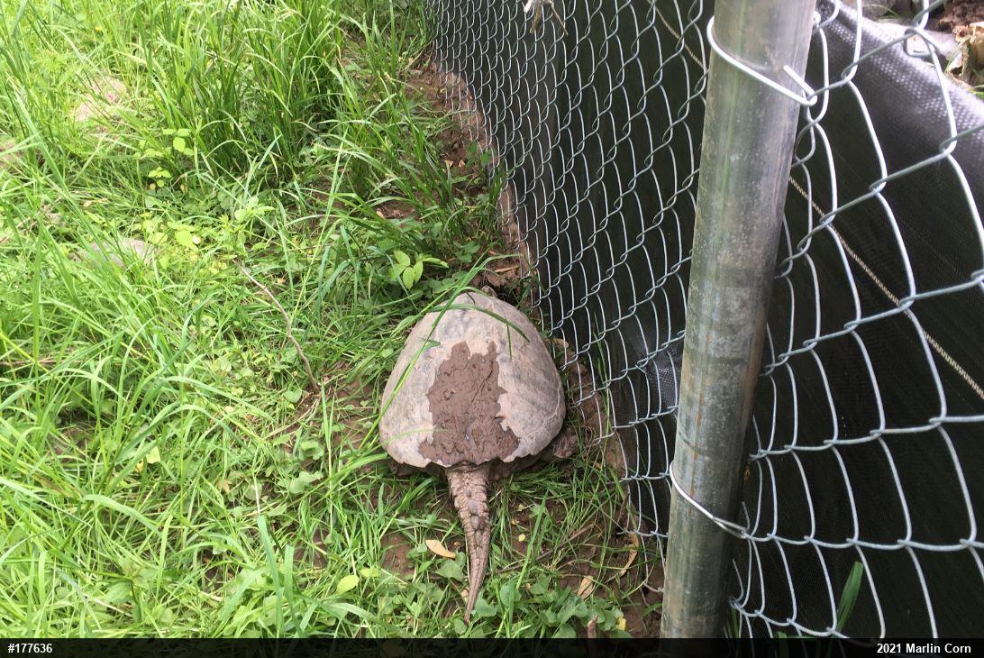 Snapping Turtle