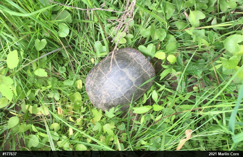 Eastern Painted Turtle