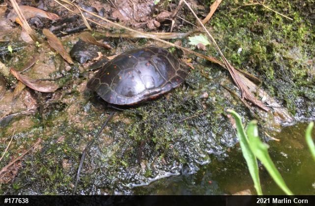 Spotted Turtle
