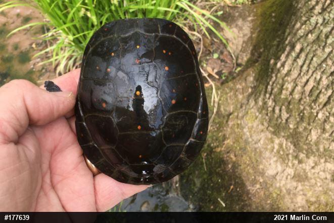 Spotted Turtle