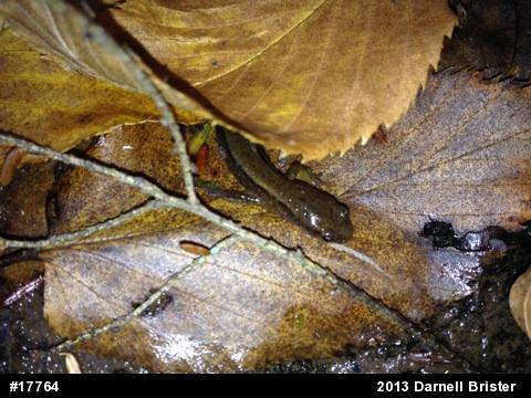 Northern Two-lined Salamander