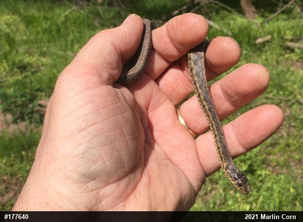 Eastern Gartersnake