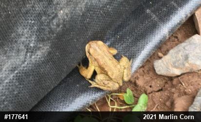 Eastern American Toad