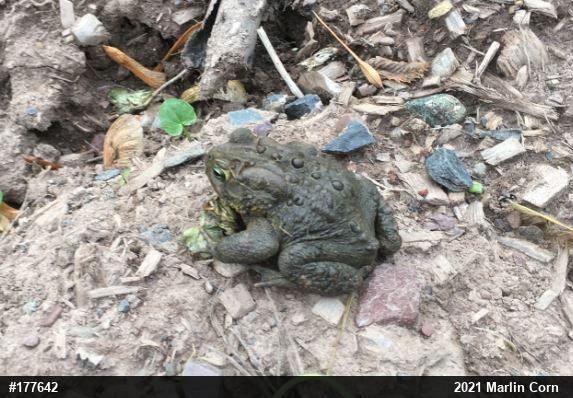 Eastern American Toad