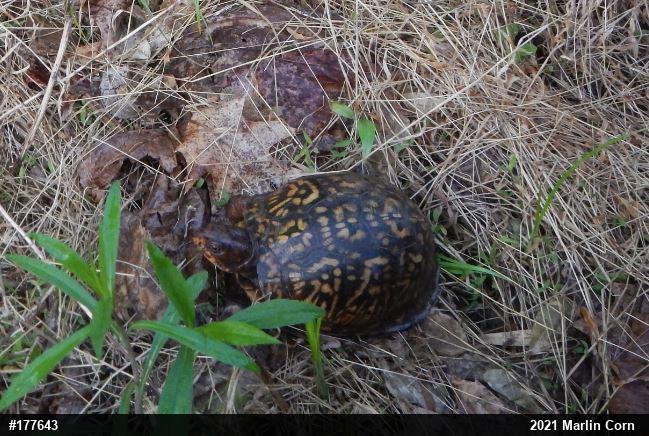 Eastern Box Turtle