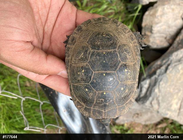 Spotted Turtle