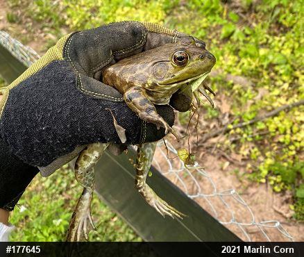 American Bullfrog