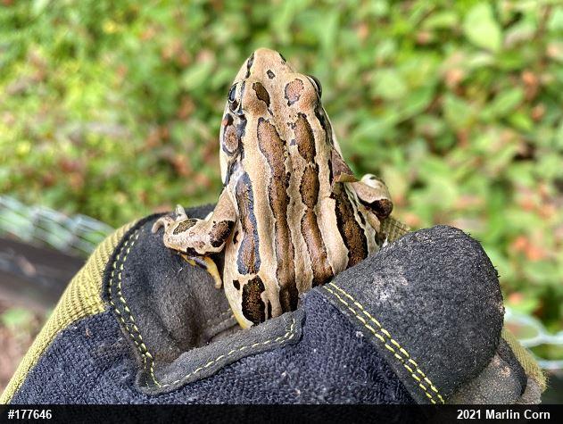 Pickerel Frog