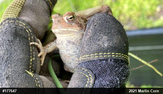 Eastern American Toad