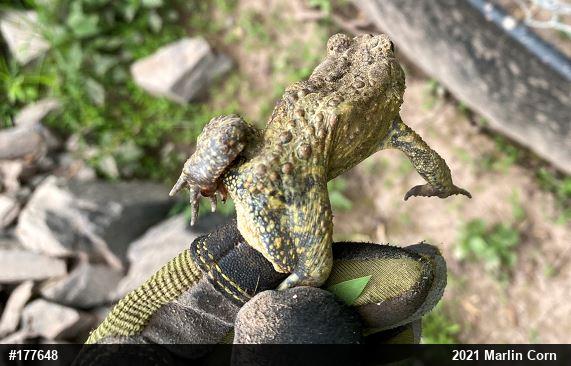 Eastern American Toad