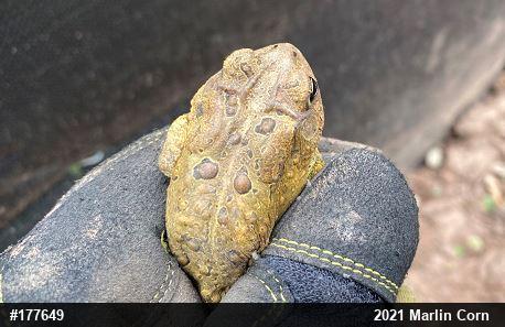 Eastern American Toad