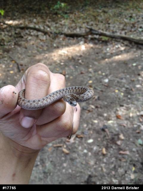 Dekay's Brownsnake
