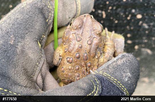 Eastern American Toad