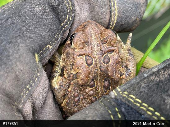 Eastern American Toad