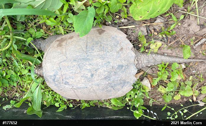 Snapping Turtle