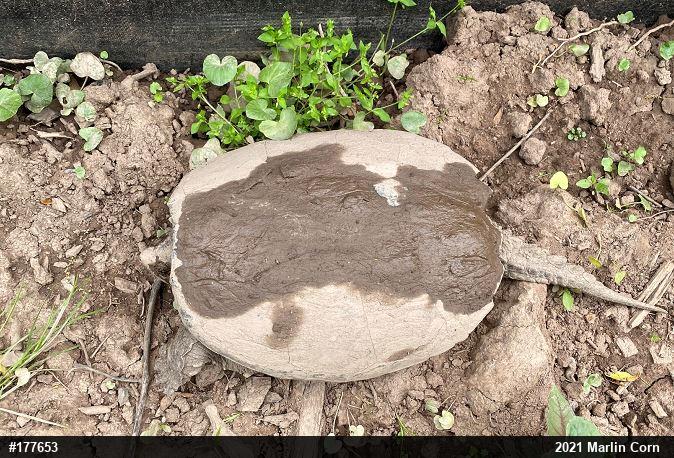 Snapping Turtle