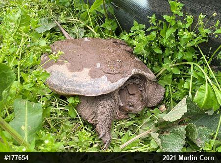 Snapping Turtle