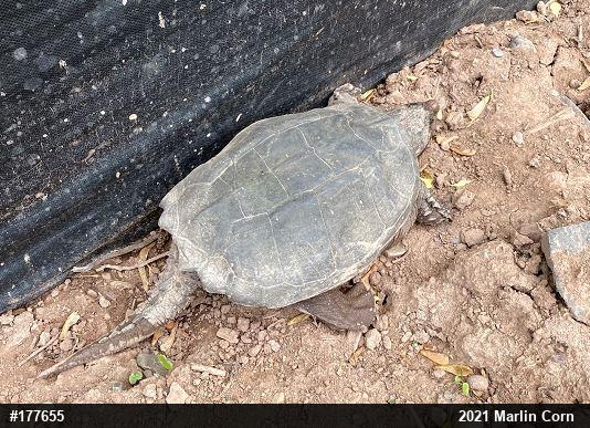Snapping Turtle